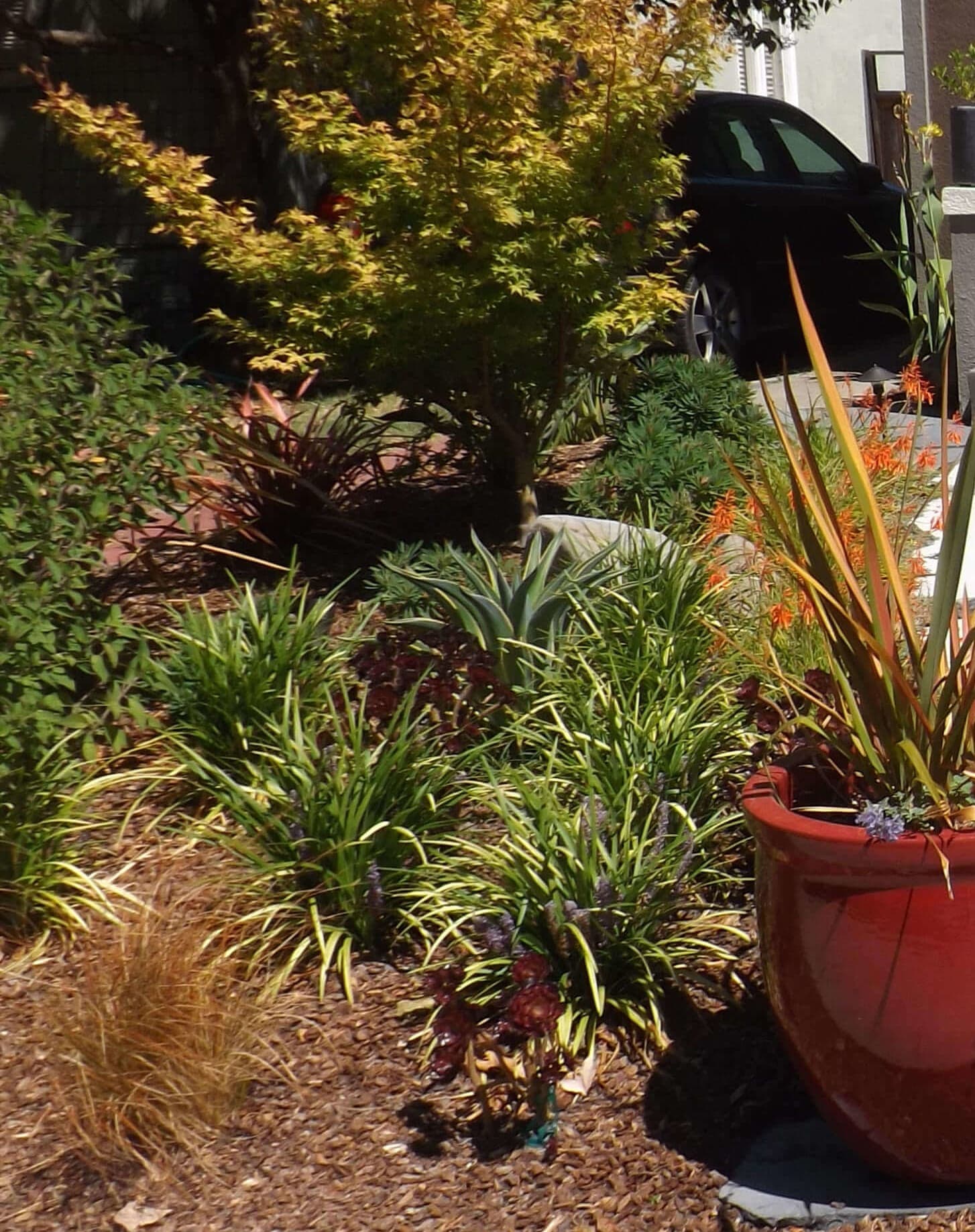 Perennial garden with native plants